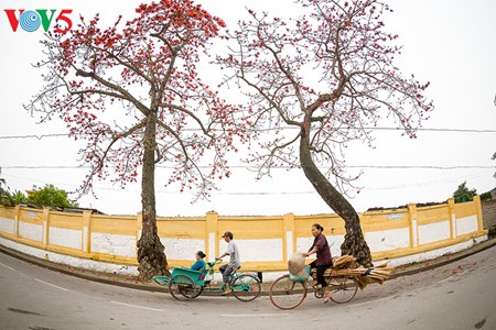 Brilla el color rojo del algodonero en campo norteño de Vietnam - ảnh 7