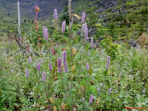 Tierra montañosa del norte prospera a partir de la miel de abeja - ảnh 1