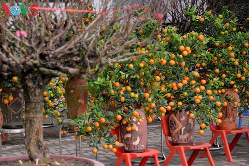 Hanói, días previos al festejo del Tet - ảnh 5