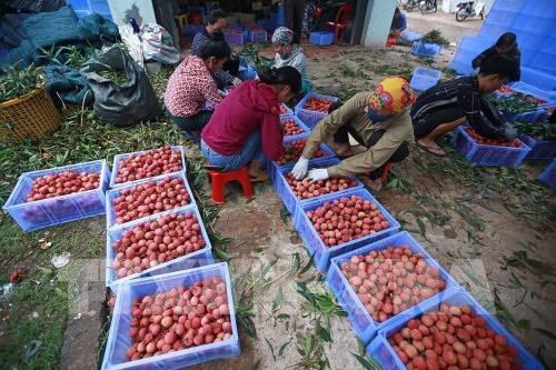 Lichis traen grandes beneficios a los cultivadores de Bac Giang en 2019 - ảnh 1