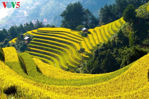 Mu Cang Chai en temporada de arroz maduro - ảnh 6