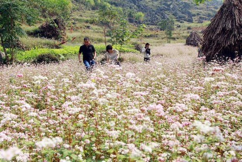 Inauguran Festival de la Flor de Alforfón en Ha Giang - ảnh 1