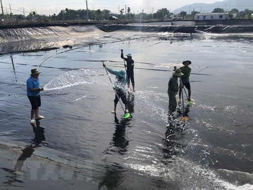 Vietnam apunta a ser uno de los mayores productores de camarones del mundo - ảnh 1