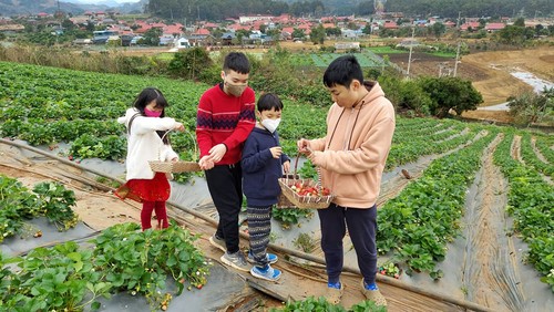 Sitios turísticos de Vietnam concurridos en los primeros días del Año Nuevo Lunar (Tet) 2022 - ảnh 1