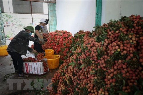 Agencias y localidades de Vietnam facilitan a empresas y comerciantes chinos la compra de lichi - ảnh 1