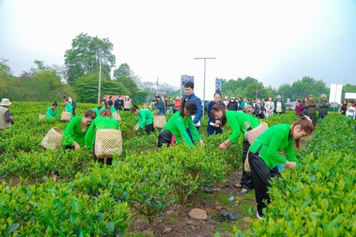 ​Celebran festival de té de Tan Cuong en Thai Nguyen - ảnh 2