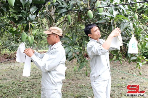 Frutas de Son La por expandir su presencia en el mercado internacional - ảnh 1