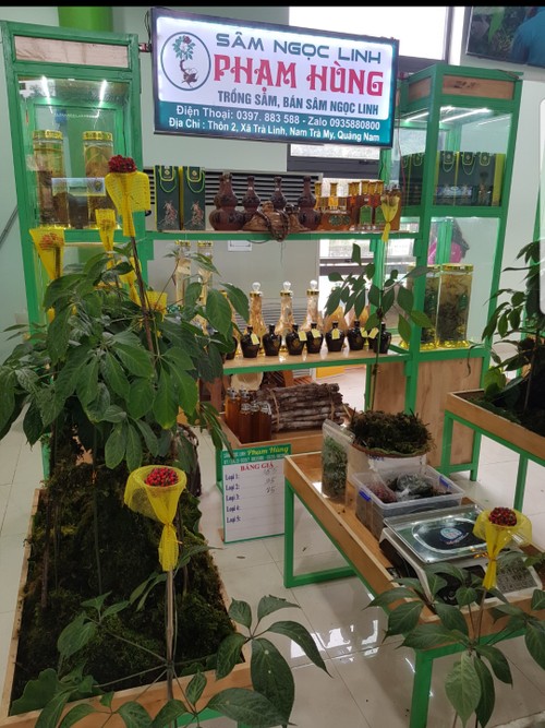 Ginseng vietnamita Ngoc Linh busca conquistar mercados extranjeros - ảnh 3