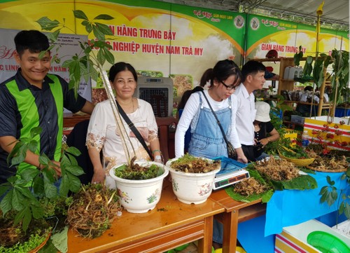 Ginseng vietnamita Ngoc Linh busca conquistar mercados extranjeros - ảnh 2