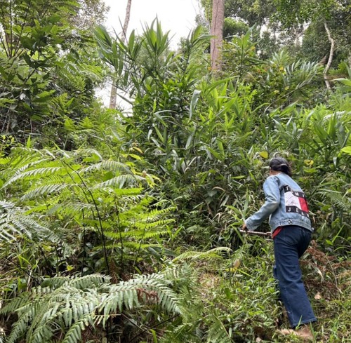 La plantación de morinda, hierba medicinal que trae prosperidad a los habitantes de la comuna Lang - ảnh 1