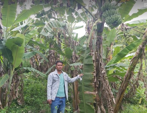 Cultivo de plátano siamés, un sustento económico para el grupo étnico Co Tu en Quang Nam - ảnh 1