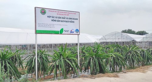 Hai Duong aplica altas tecnologías en producción agrícola  - ảnh 1