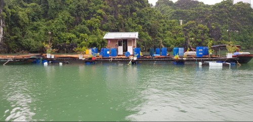 Aldea pesquera de Vung Vieng, un destino imprescindible en el viaje por explorar la Bahía de Ha Long - ảnh 4