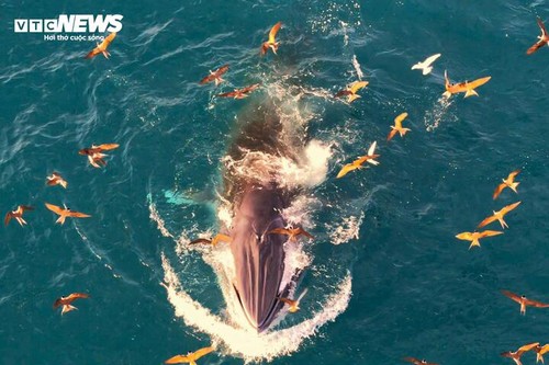 Gia Lai refuerza las medidas para proteger al rorcual de Bryde - ảnh 1