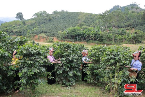 El éxito de las cooperativas agrícolas lideradas por mujeres en Son La - ảnh 1
