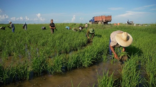 Proyectarán en Vietnam y Cuba el documental especial “Semillas de Felicidad” - ảnh 1