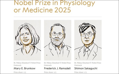 Tres científicos ganan Premio de Fisiología por hallazgos sobre tolerancia inmunitaria periférica - ảnh 1