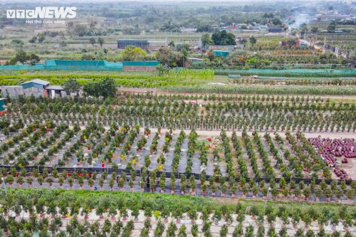 El mercado de árboles ornamentales de kumquat cobra dinamismo durante el Año Nuevo Lunar - ảnh 1