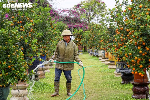 El mercado de árboles ornamentales de kumquat cobra dinamismo durante el Año Nuevo Lunar - ảnh 2