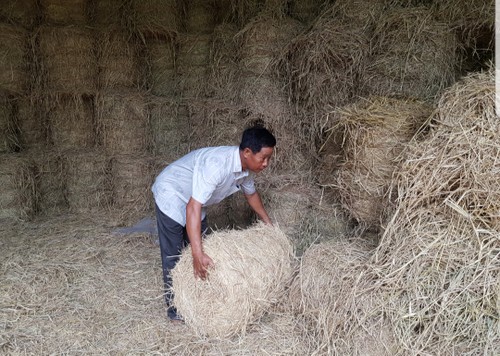 Lâm Se: Portrait d'un agriculteur prospère de Soc Trang    - ảnh 1