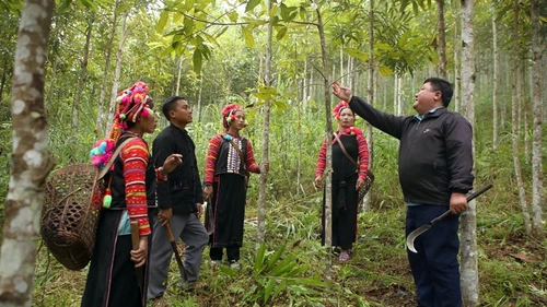 Le cannelier, synonyme de prospérité à Muong Tè     - ảnh 2