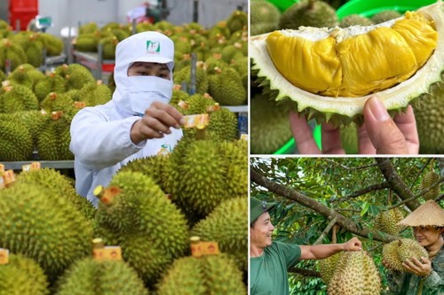 Le durian, produit phare des exportations agricoles vietnamiennes - ảnh 1