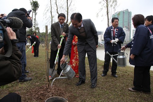 ฮานอยรับต้นซากุระจากสมาคมมิตรภาพเวียดนาม – ญี่ปุ่น - ảnh 1