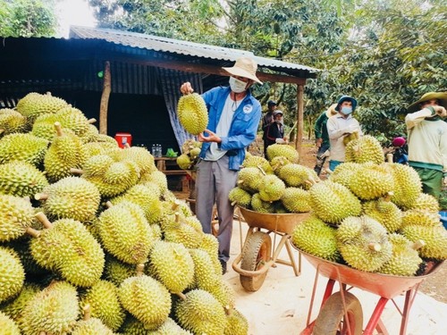 ผู้ปลูกทุเรียนในจังหวัดดั๊กลั๊กกับโอกาสเจาะตลาดจีนอย่างเป็นทางการ - ảnh 1