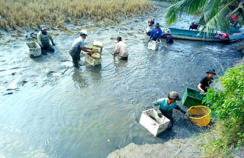 ยกระดับประสิทธิภาพรูปแบบการเลี้ยงกุ้งในนาข้าว - ảnh 2