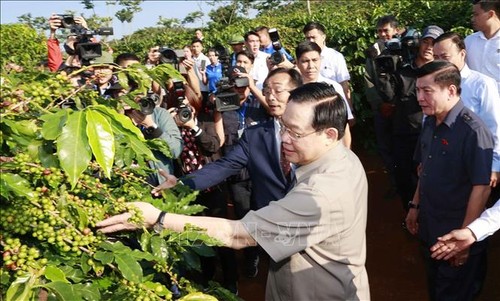 ประธานสภาแห่งชาติเยือนเขตปลูกกาแฟและเข้าร่วมพิธีเปิดโรงงานแปรรูปกาแฟเซินลา - ảnh 1