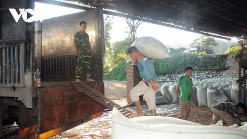 เกษตรกรจังหวัดเซินลาสร้างฐานะด้วยการปลูกกาแฟ - ảnh 1