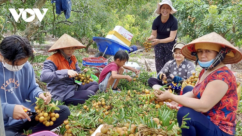 จังหวัดบ่าเหรียะ-หวุงเต่า พัฒนาการเกษตรที่ใช้เทคโนโลยีขั้นสูงตามแนวทางที่ยั่งยืน - ảnh 2