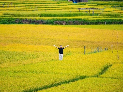 ฤดูเกี่ยวข้าวบนนาขั้นบันไดที่จังหวัดกอนตุม - ảnh 7