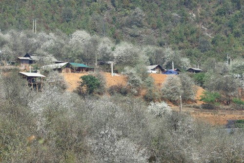 หมู่บ้านเหนิมเหงียบ ใช้ประโยชน์จากต้นเซินชาเพื่อพัฒนาการท่องเที่ยว - ảnh 3