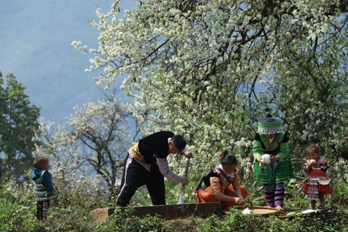 หมู่บ้านเหนิมเหงียบ ใช้ประโยชน์จากต้นเซินชาเพื่อพัฒนาการท่องเที่ยว - ảnh 4