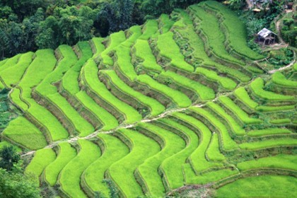 Công nhận di tích quốc gia với ruộng bậc thang Hoàng Su Phì - ảnh 10