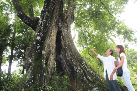 Những chuyện ly kỳ quanh gốc thị ngàn năm tuổi - ảnh 5