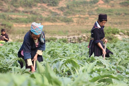 Nông dân Sa Pa làm giàu từ trồng cây dược liệu - ảnh 2