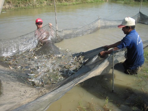 Phát triển nghề nuôi tôm trong điều kiện biến đổi khí hậu - ảnh 1