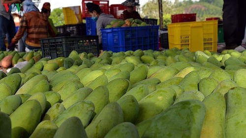 EVFTA là cơ hội mới cho nông sản Sơn La vươn xa - ảnh 2