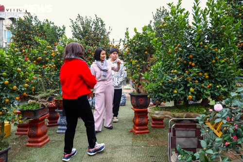 ບັນ​ຍາ​ກາດ​ຟົດ​ຟື້ນ​ໃນ​ຕະຫຼາດ​ຂາຍ​ຕົ້ນ​ໝາກແປ້ນ​ປະ​ດັບ​ຍາມ​ໃກ້​ຈະ​ຮອດບຸນ​ເຕັດ - ảnh 3