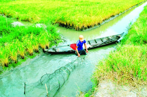 Canh tác tôm - lúa: Mô hình sản xuất hiệu quả và bền vững - ảnh 1