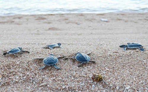 Two more biosphere reserves in Vietnam earn UNESCO recognition - ảnh 7