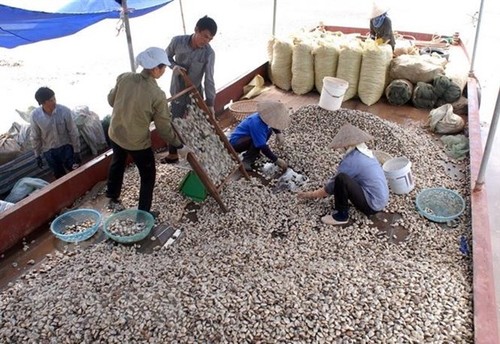 Vietnam’s canned clam meat exported to Europe for first time - ảnh 1