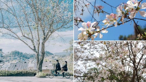 Da Lat among 10 must-see flower destinations globally - ảnh 7