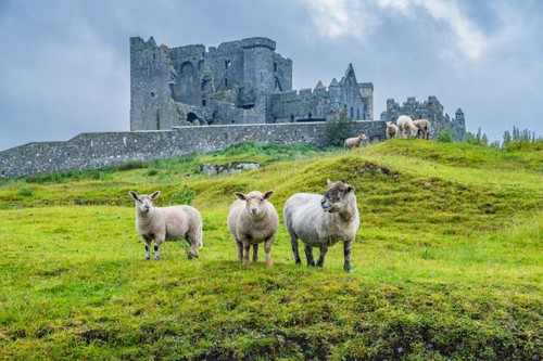 Fun facts about Ireland - ảnh 3