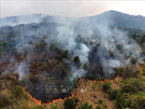 Forest fires grow in number and intensity around the world - ảnh 1