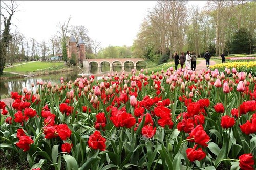 21st Floralia Brussels Spring Flower Festival attracts large crowds  - ảnh 1