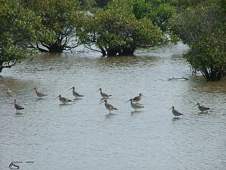 ท่องเที่ยวป่าชายเลนKhánh Hòa - ảnh 2