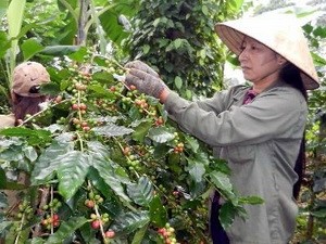 ปรับปรุงโครงสร้างหน่วยงานกาแฟเวียดนาม - ảnh 1